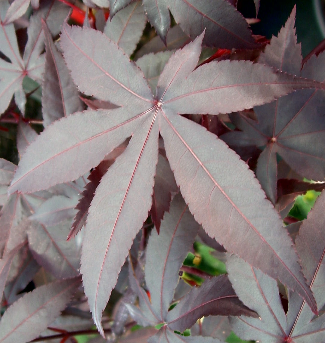 Emperor 1® Upright Japanese Maple Natorp's Online Plant Store